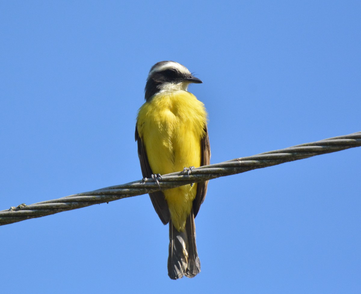 Social Flycatcher - ML88830921