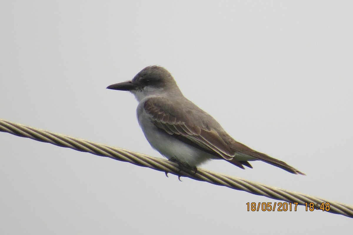 Gray Kingbird - Lillian Russell