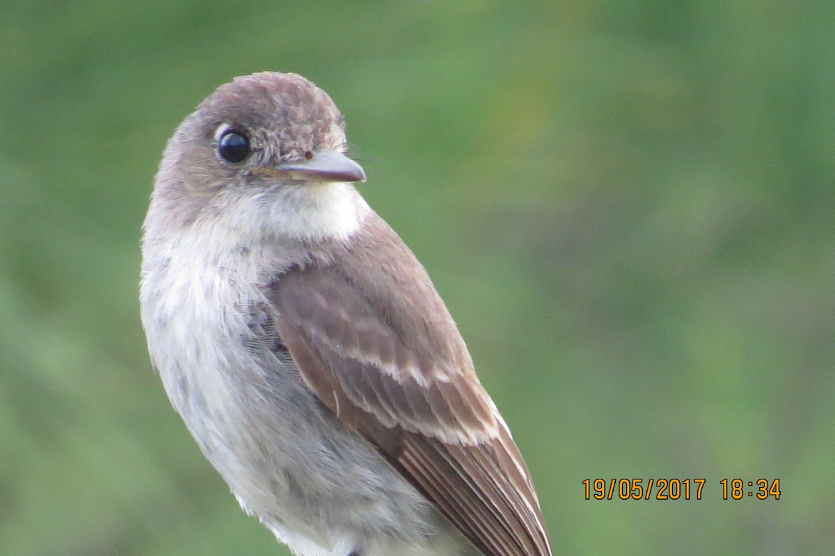 La Sagra's Flycatcher - ML88831221