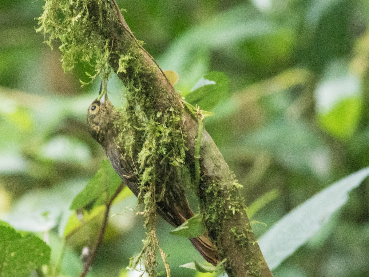 Spotted Woodcreeper - ML88831261