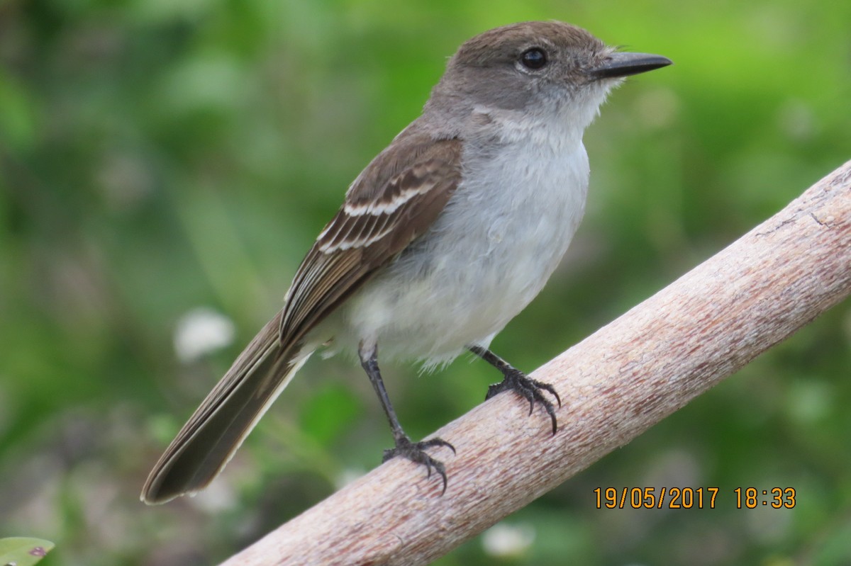 La Sagra's Flycatcher - ML88831371