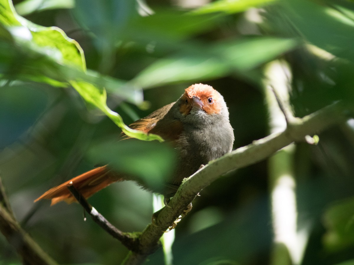 Red-faced Spinetail - ML88832271