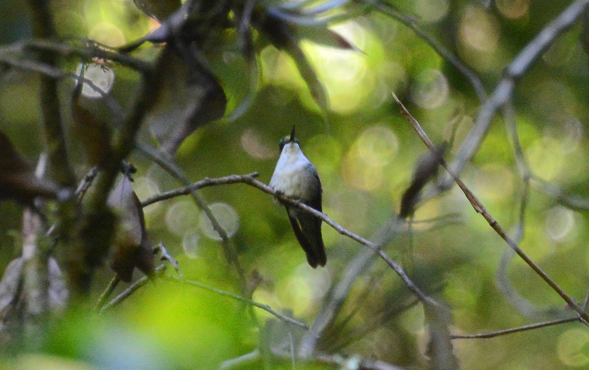 Green-throated Mountain-gem - ML88832351