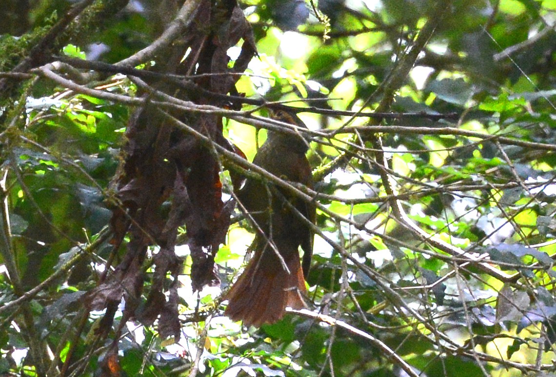 Scaly-throated Foliage-gleaner (Scaly-throated) - Bill Telfair