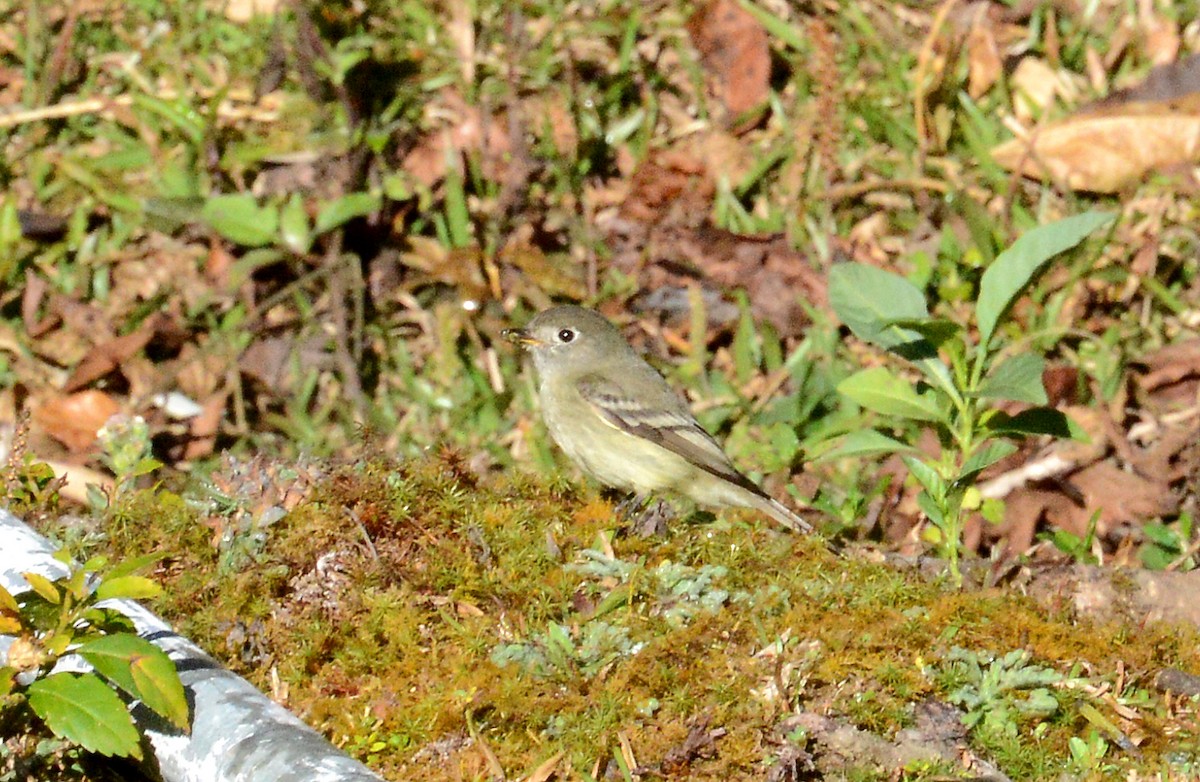 Hammond's Flycatcher - ML88833081