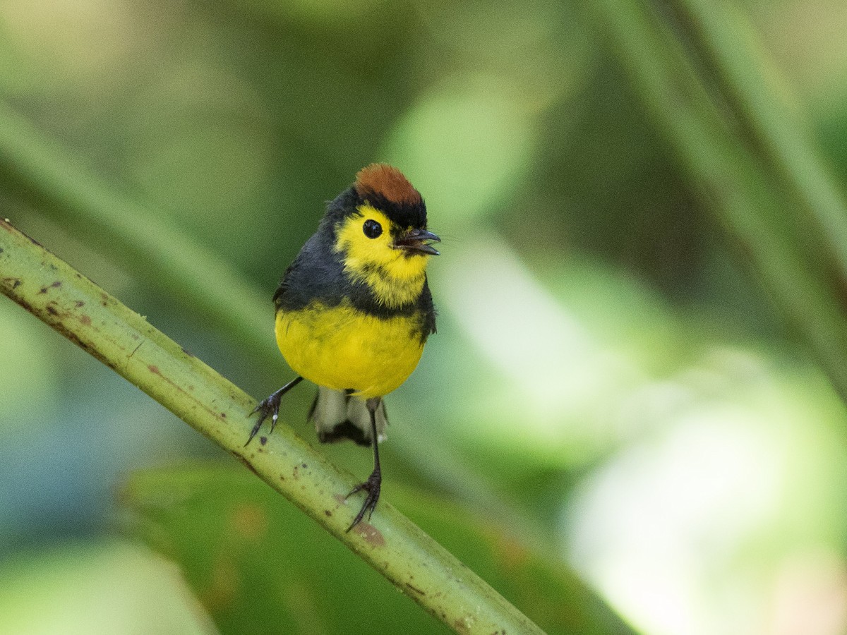 Collared Redstart - ML88833331