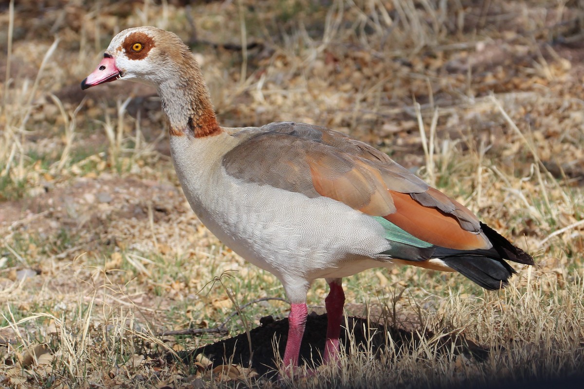 Egyptian Goose - ML88833351