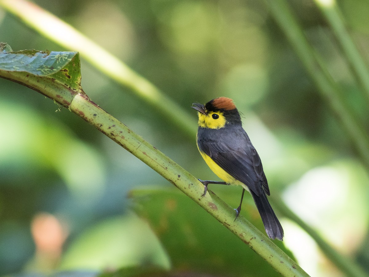 Collared Redstart - ML88833361