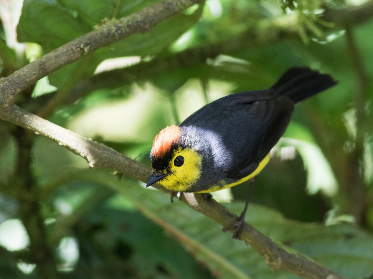 Collared Redstart - ML88833371