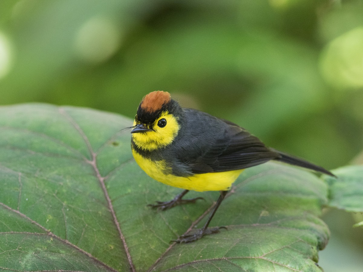 Collared Redstart - ML88833421