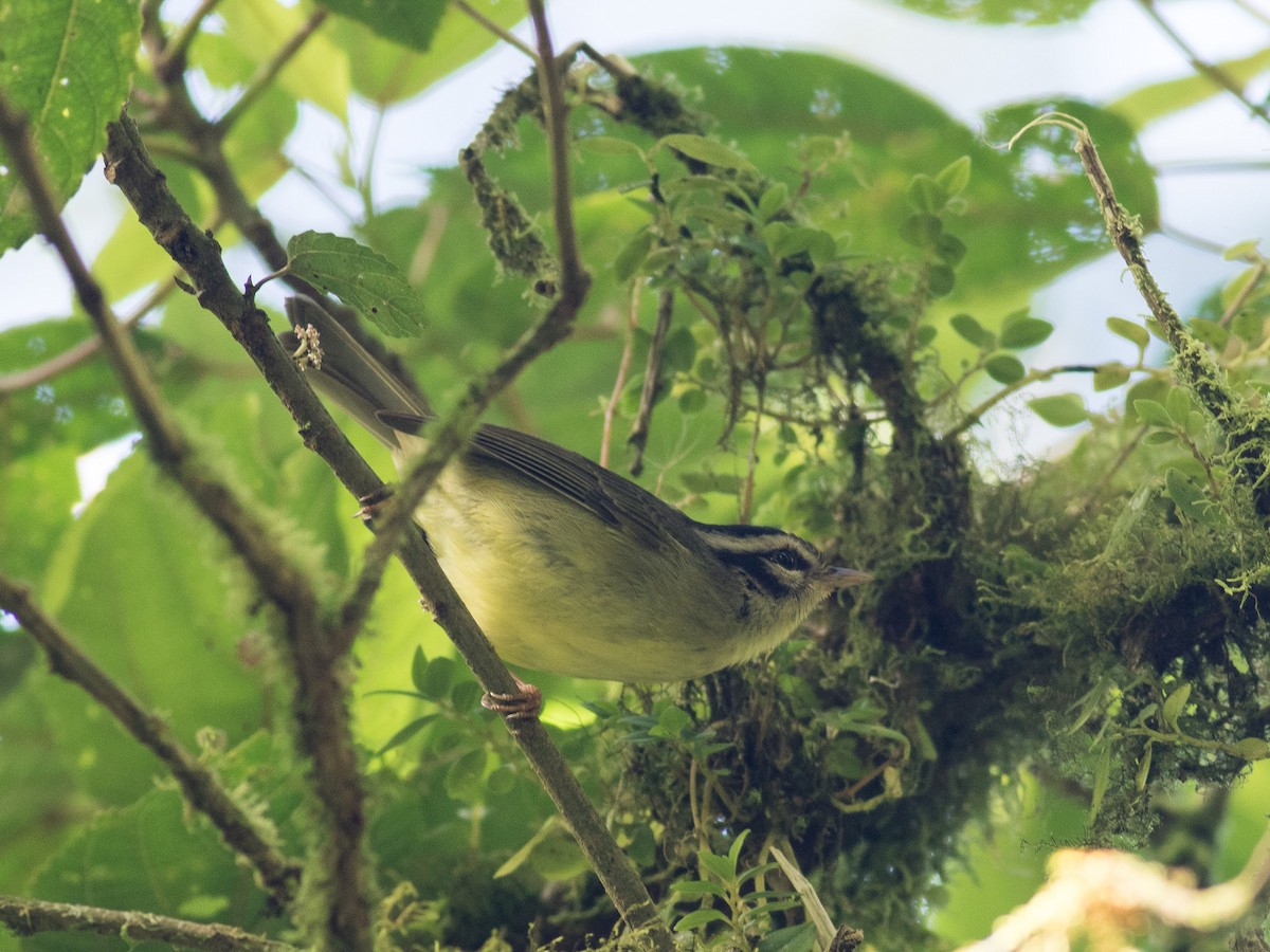 Costa Rican Warbler - ML88833541