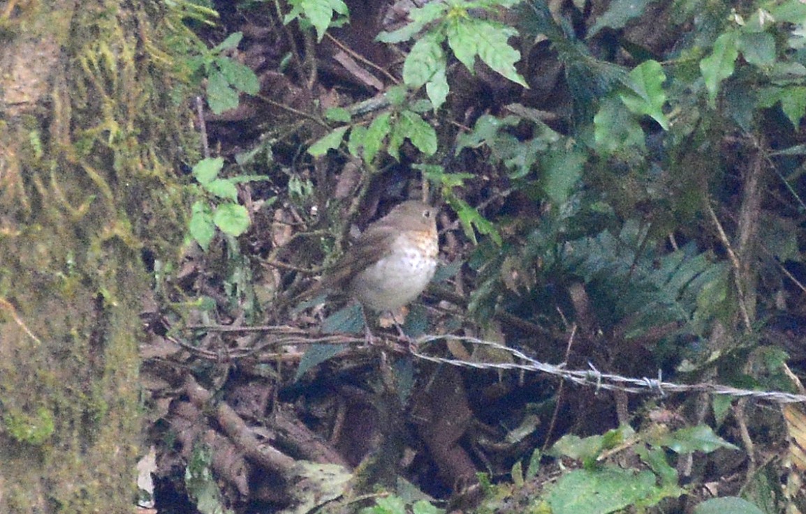 Swainson's Thrush (Russet-backed) - ML88833591