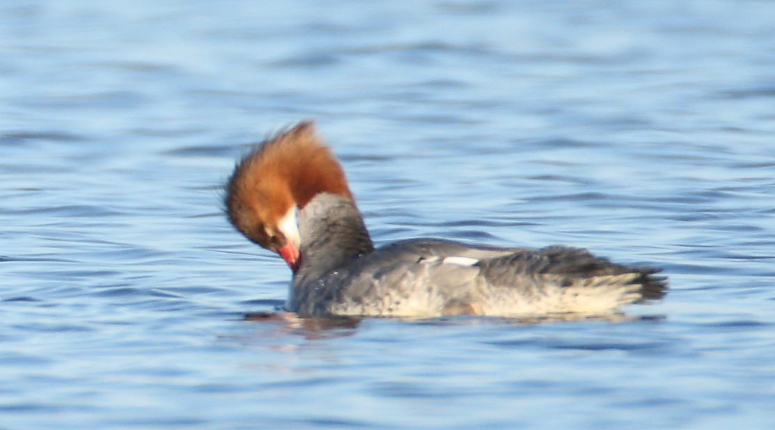 Common Merganser - ML88833651