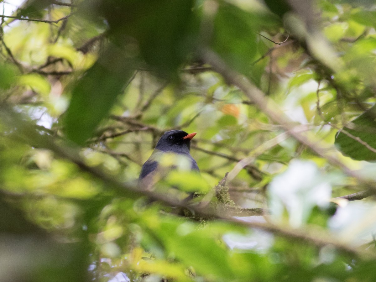 Black-faced Solitaire - ML88833661