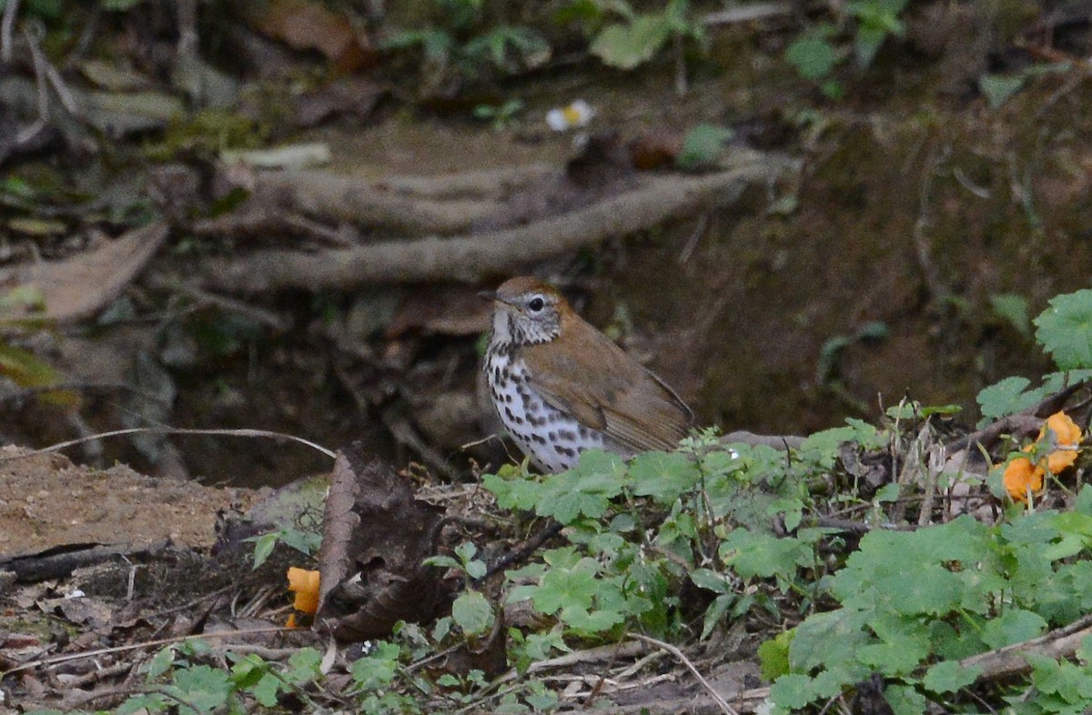 Wood Thrush - ML88833731