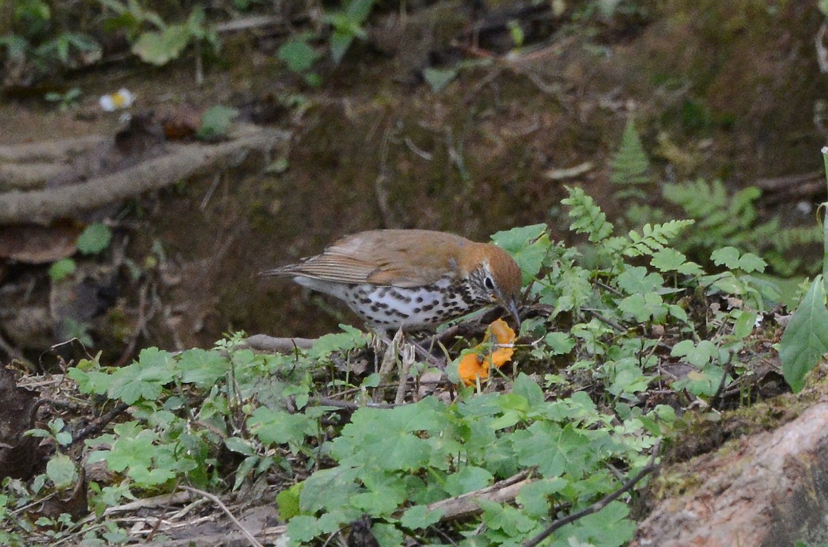 Wood Thrush - ML88833741