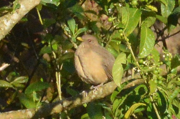 Clay-colored Thrush - ML88833851