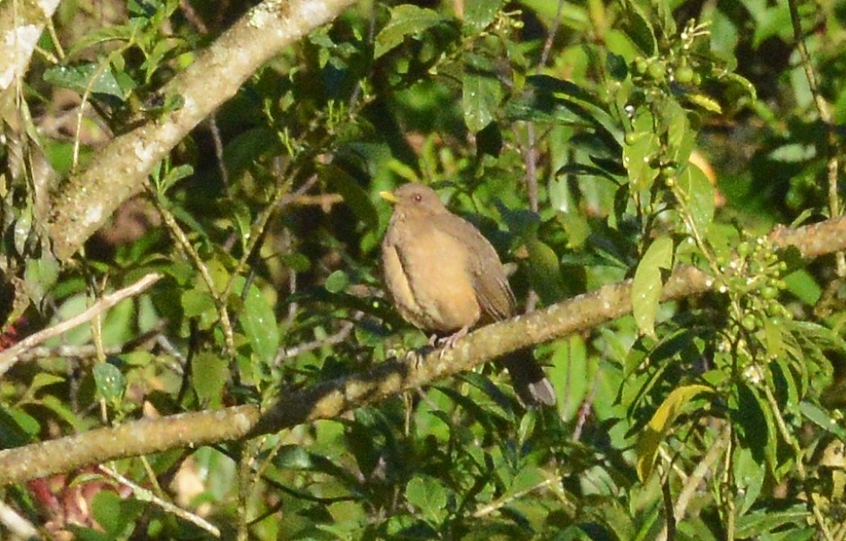 Clay-colored Thrush - ML88833861