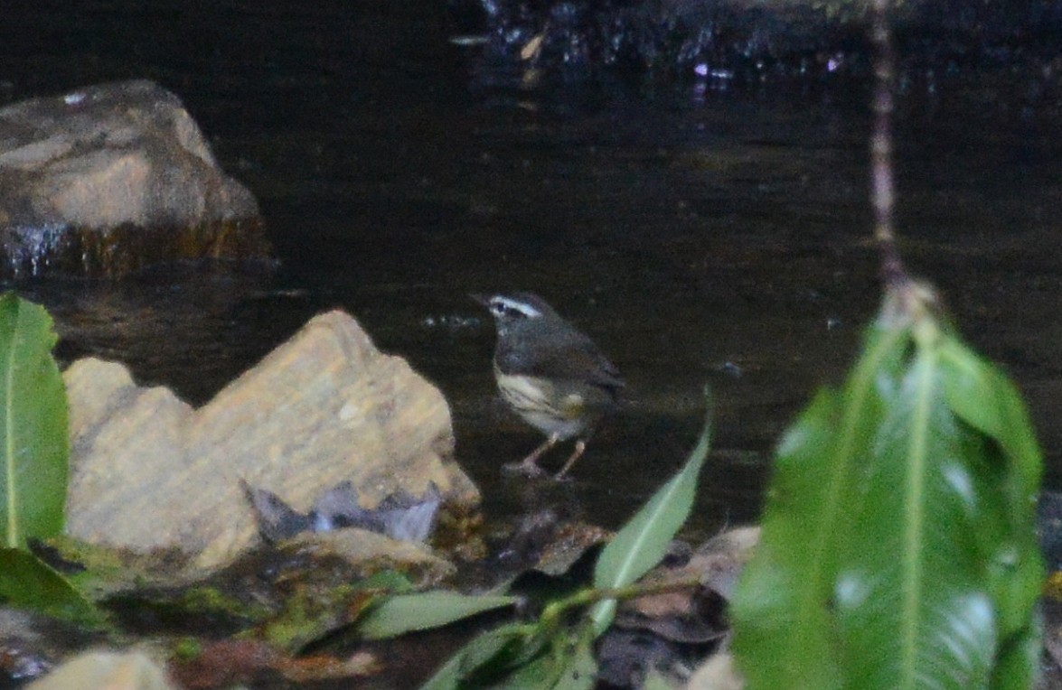 Louisiana Waterthrush - ML88834071