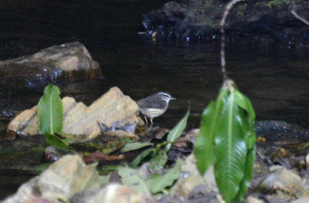 Louisiana Waterthrush - ML88834081