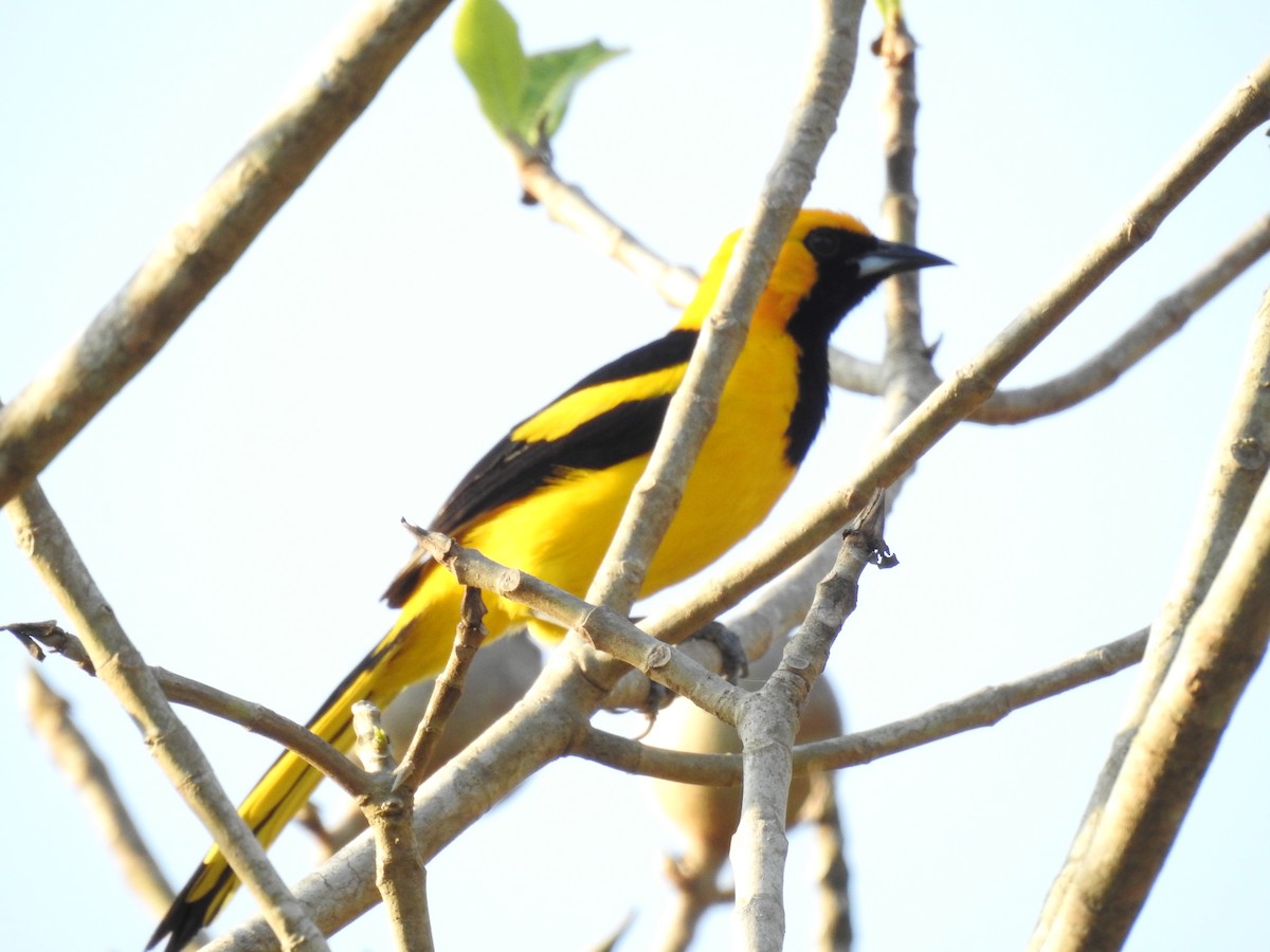 Yellow-tailed Oriole - ML88834161