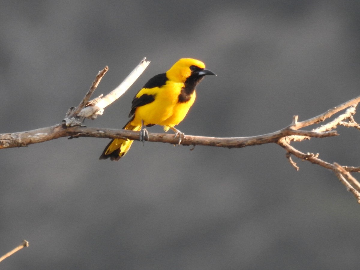 Yellow-tailed Oriole - ML88834181