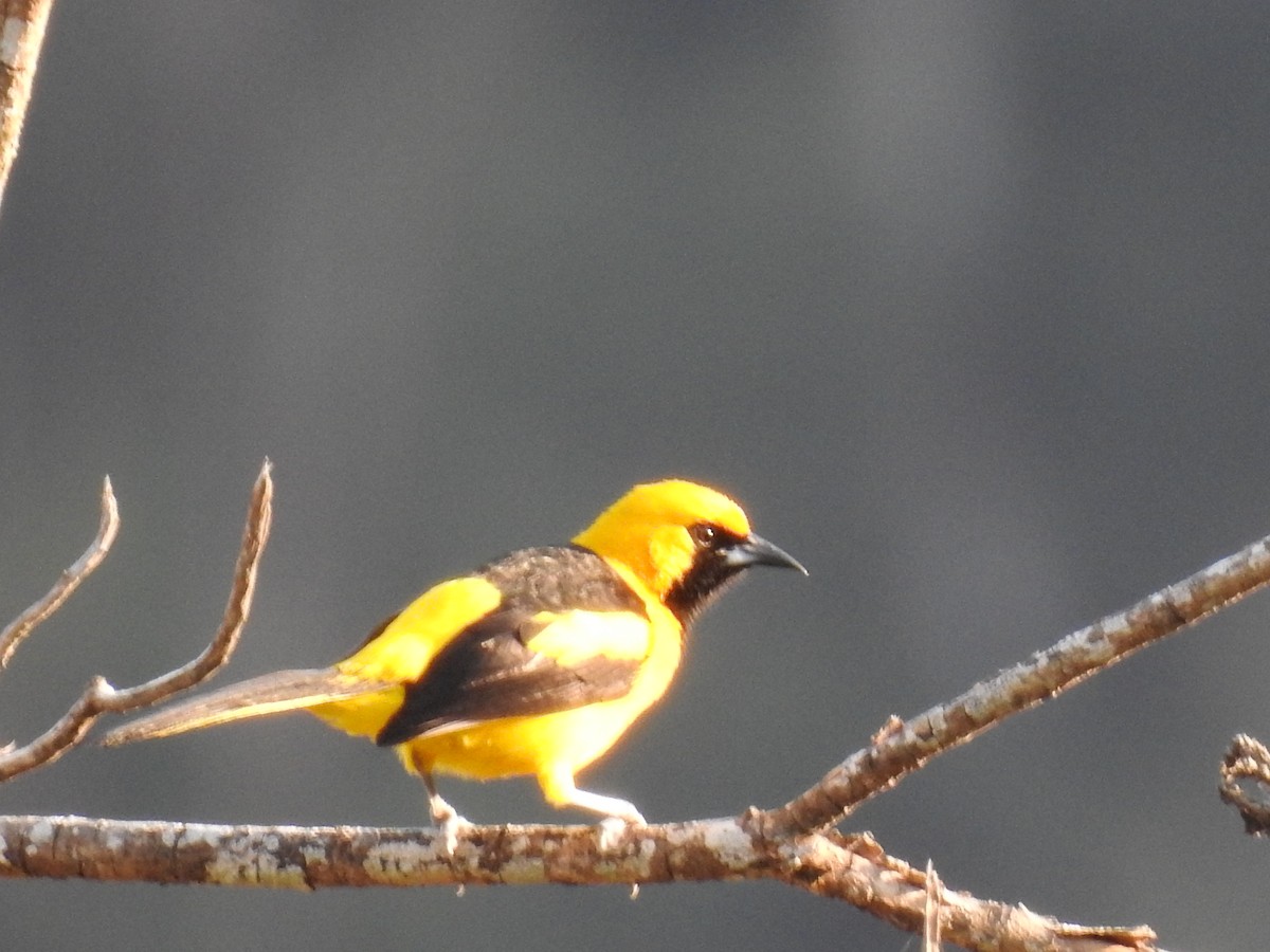 Yellow-tailed Oriole - ML88834211