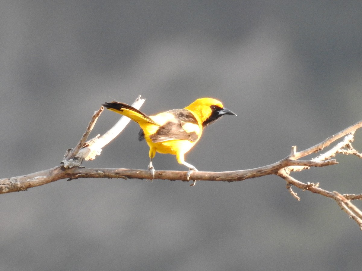 Yellow-tailed Oriole - ML88834231