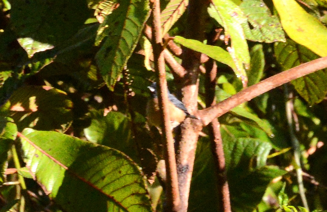 Cinnamon-bellied Flowerpiercer - ML88834421