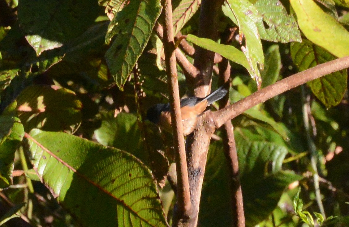 Cinnamon-bellied Flowerpiercer - ML88834431