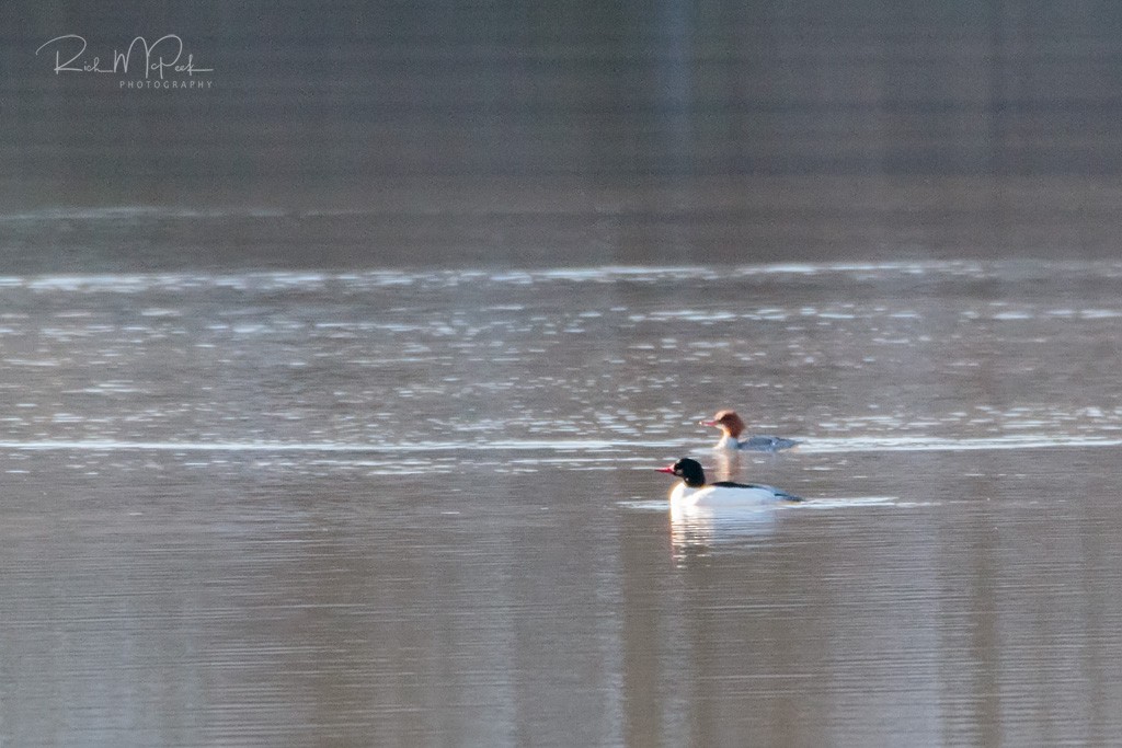 Common Merganser - ML88834511