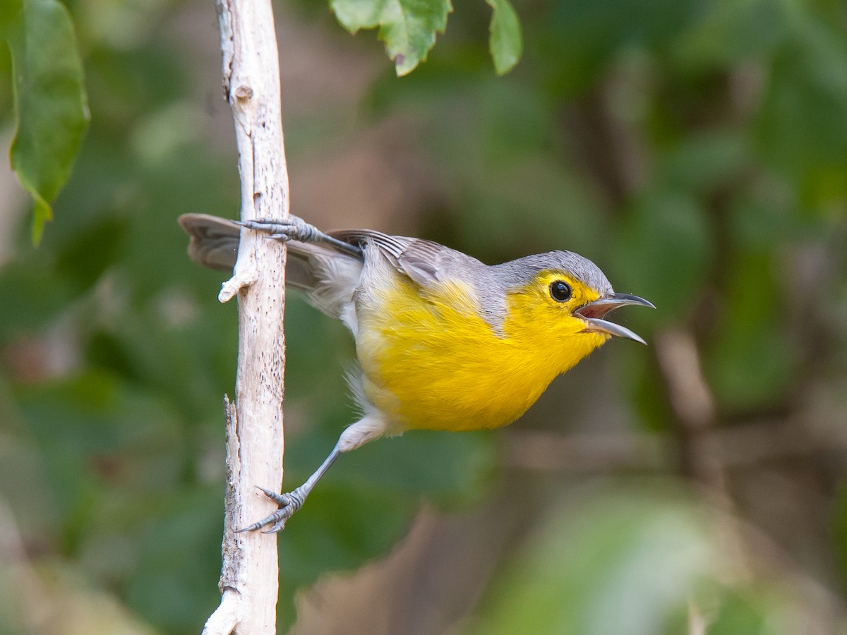 Oriente Warbler - Wayne Fidler