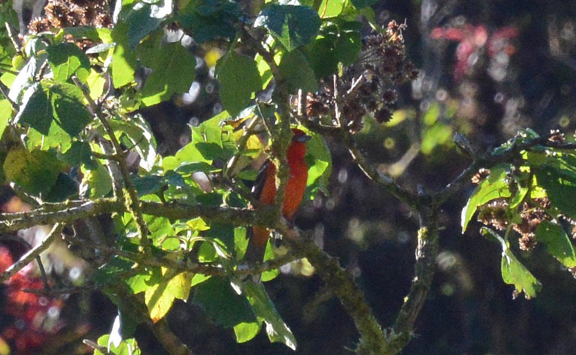 Flame-colored Tanager - ML88834881