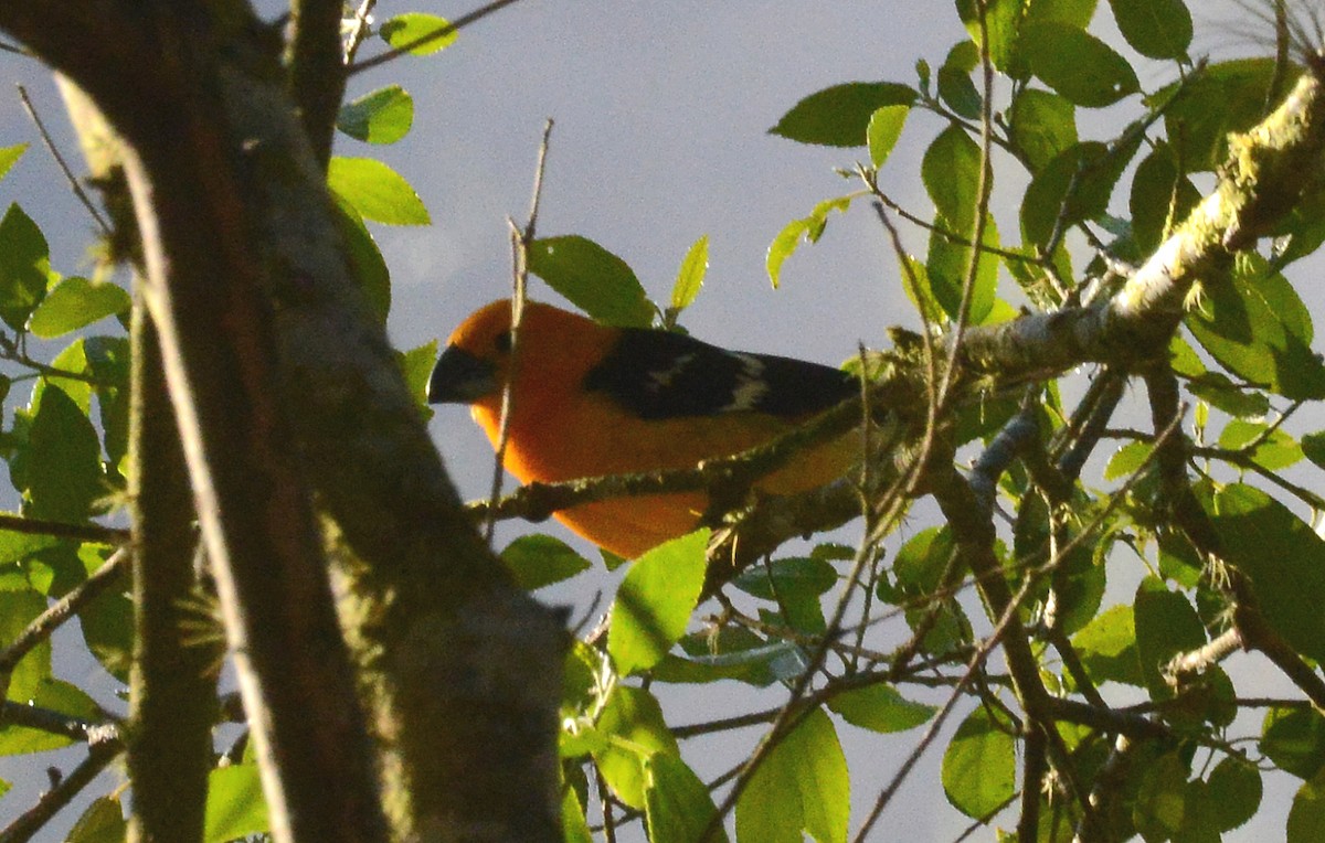 Yellow Grosbeak (Guatemalan) - ML88835001