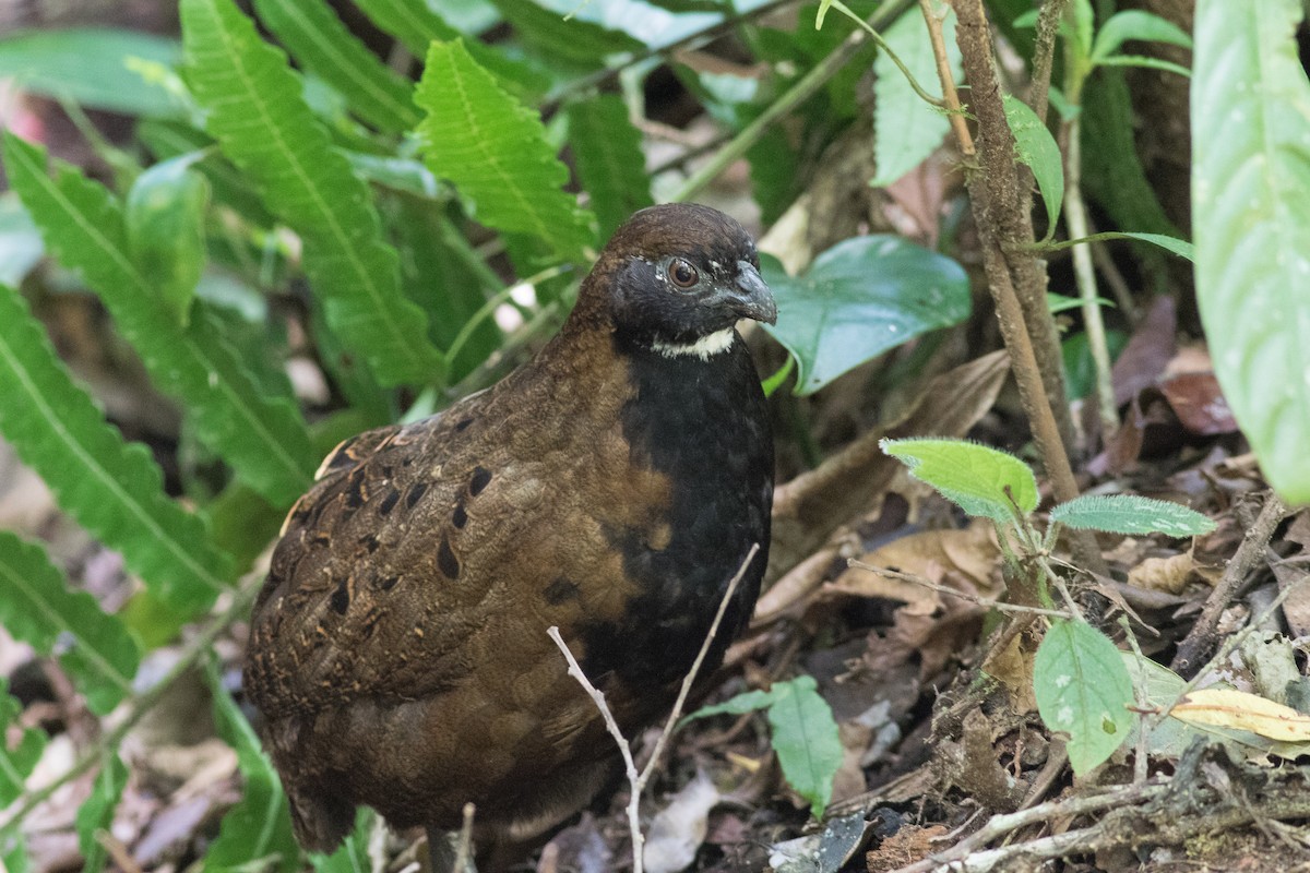 Black-breasted Wood-Quail - ML88835301