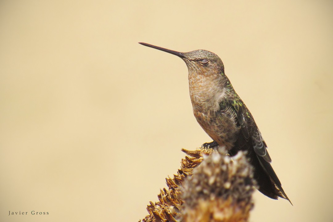 Giant Hummingbird - ML88837021