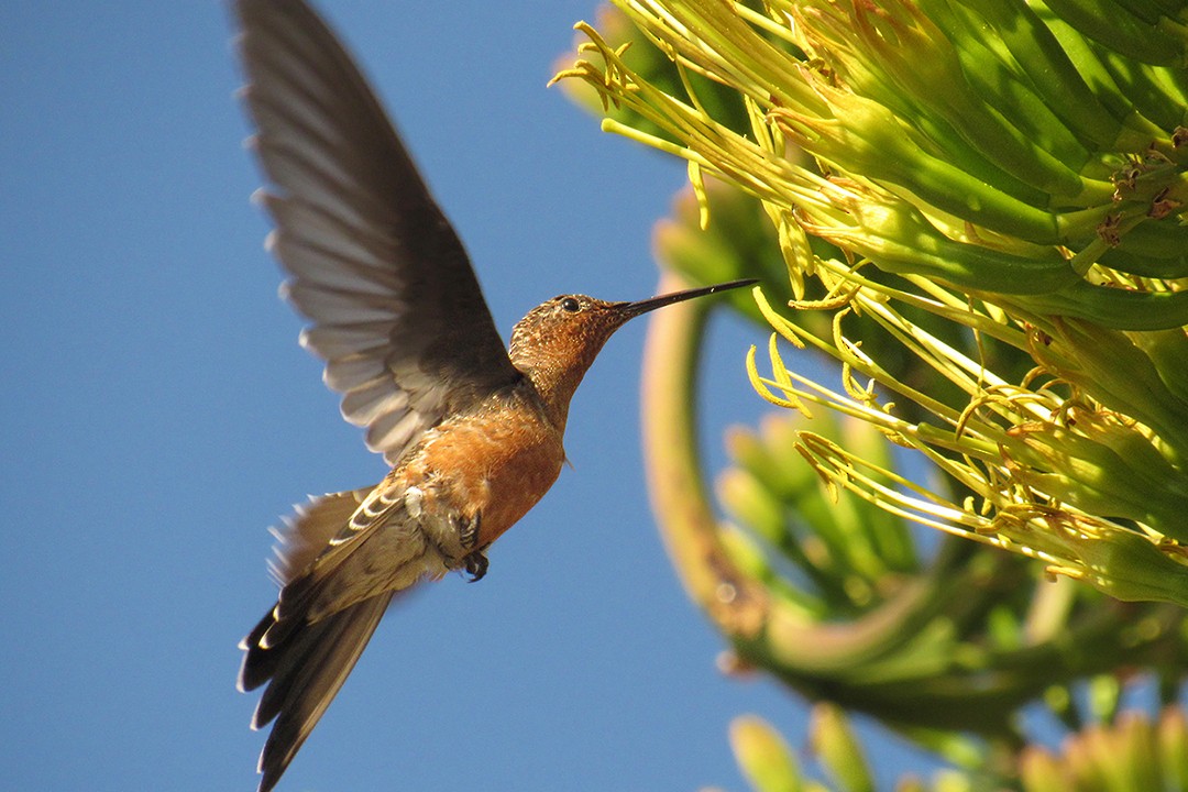 Giant Hummingbird - ML88837051