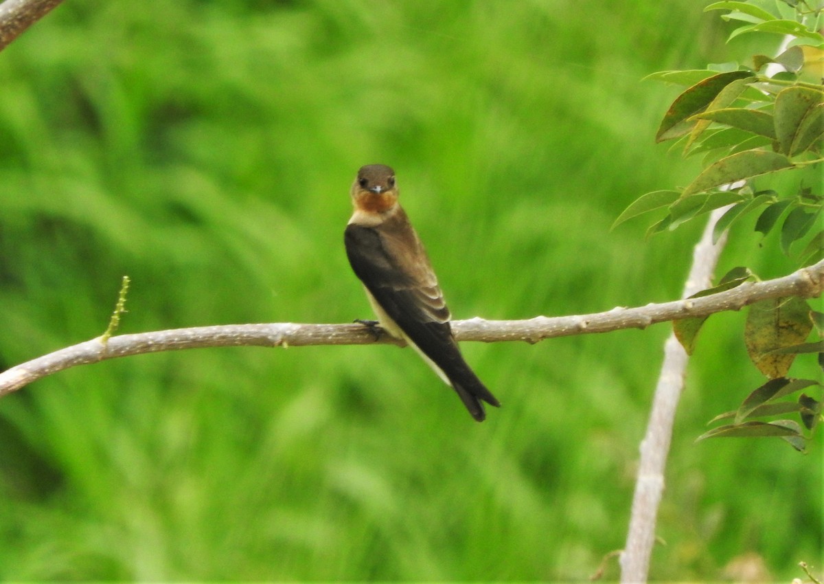 Hirondelle à gorge rousse - ML88837231