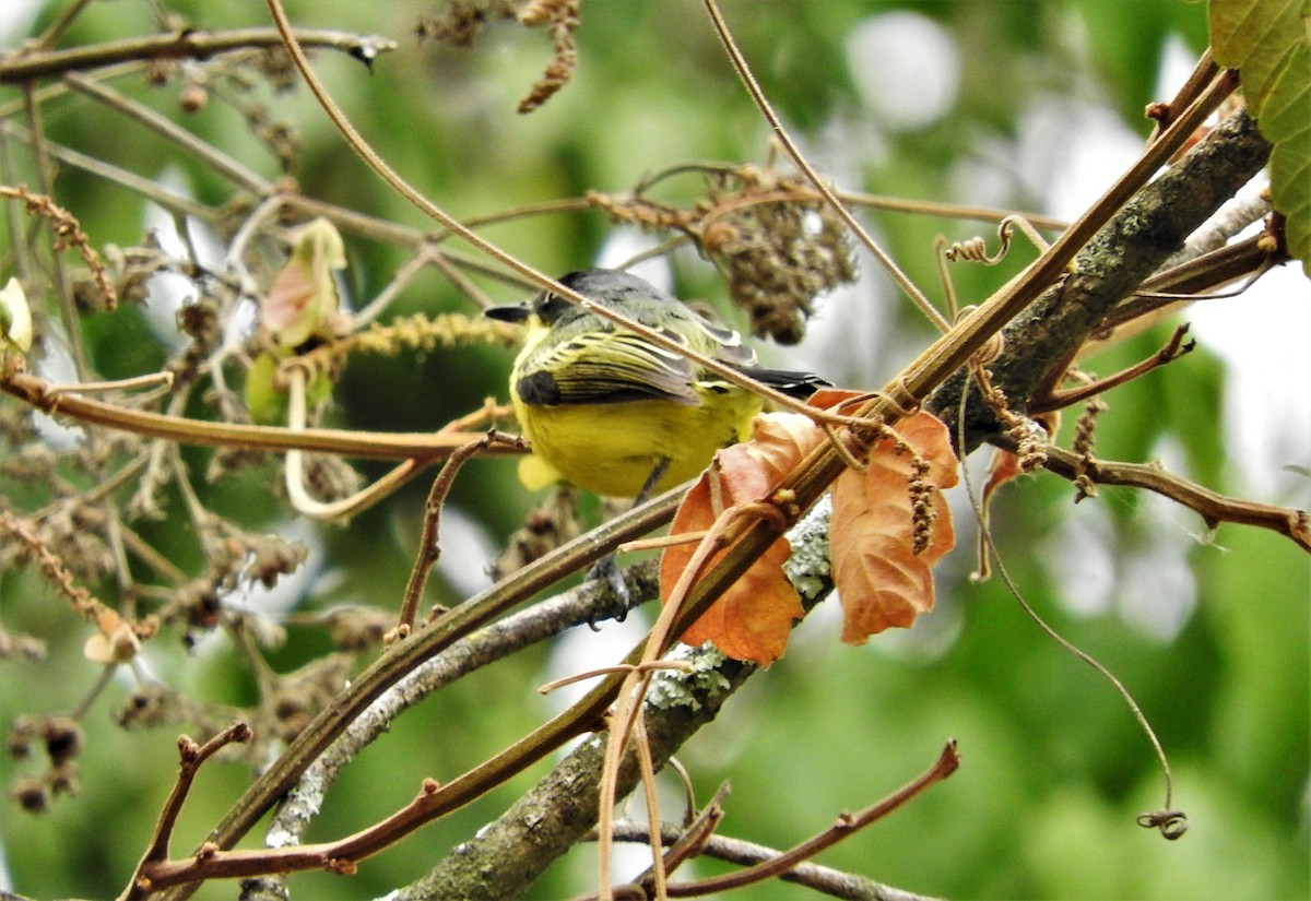 Common Tody-Flycatcher - Gabriel Camilo Jaramillo Giraldo