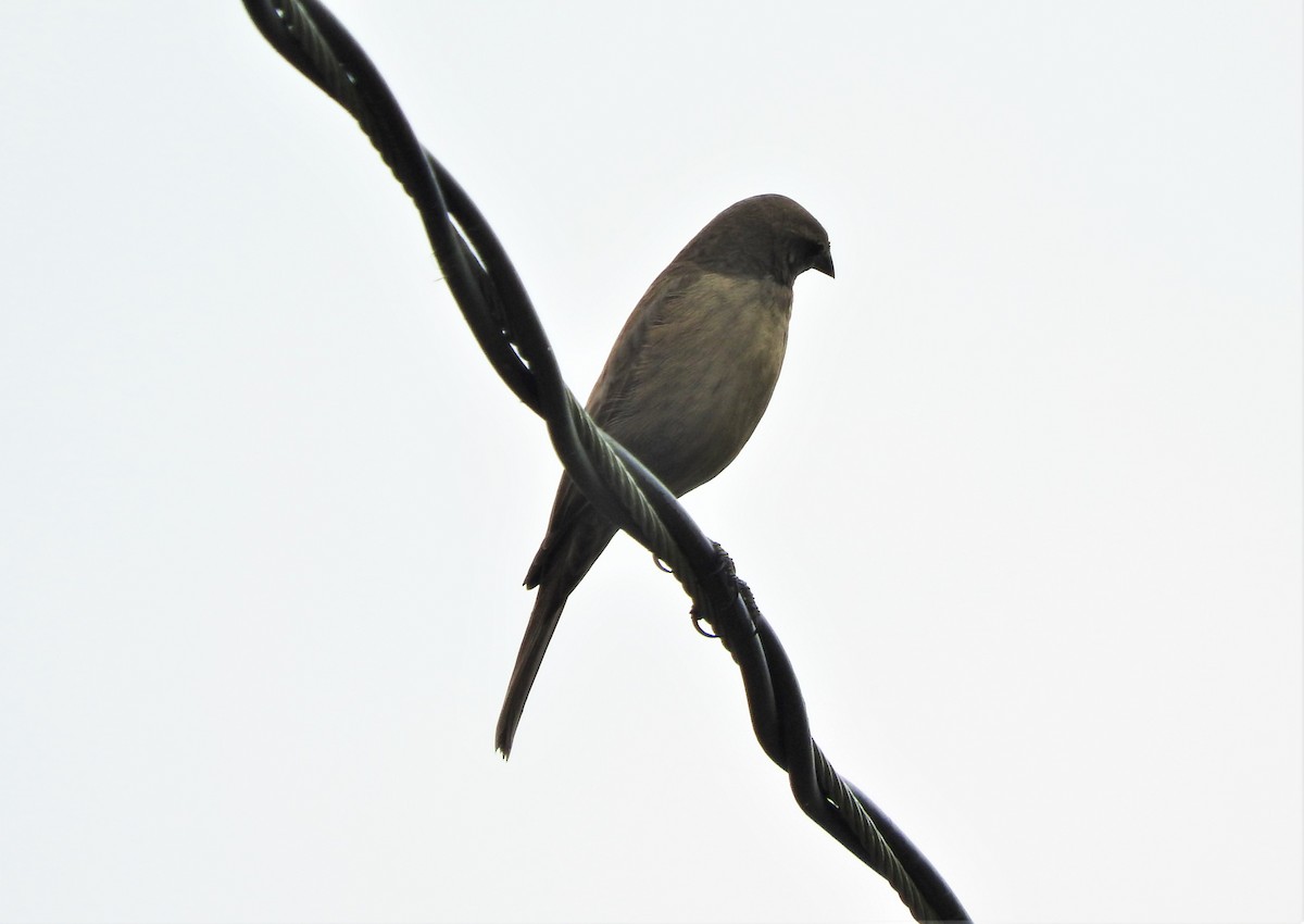 Streaked Saltator - Gabriel Camilo Jaramillo Giraldo