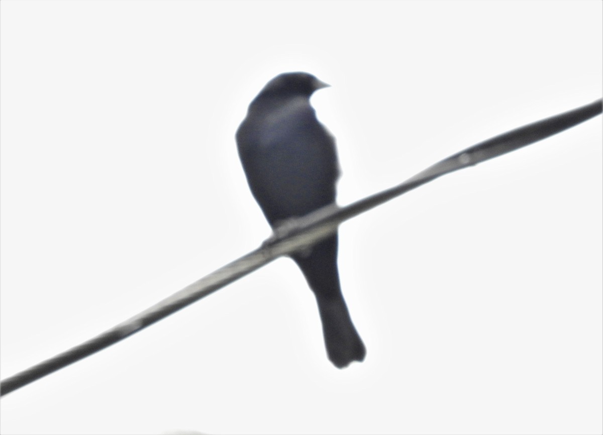 Shiny Cowbird - ML88837691