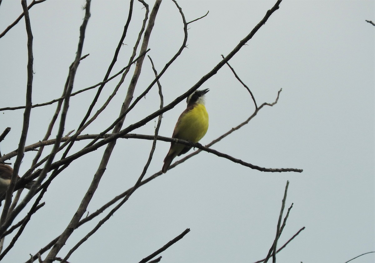 Rusty-margined Flycatcher - Gabriel Camilo Jaramillo Giraldo