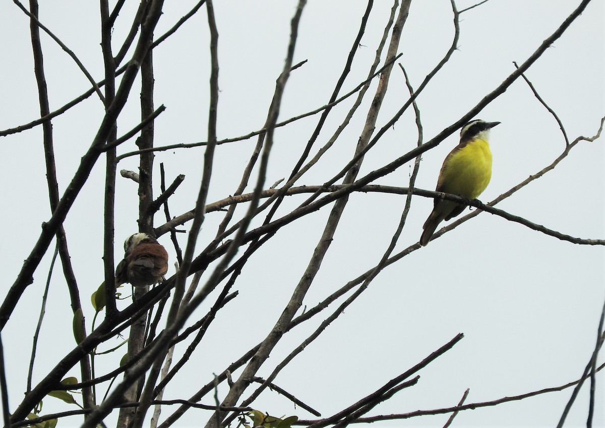 Rusty-margined Flycatcher - ML88838101