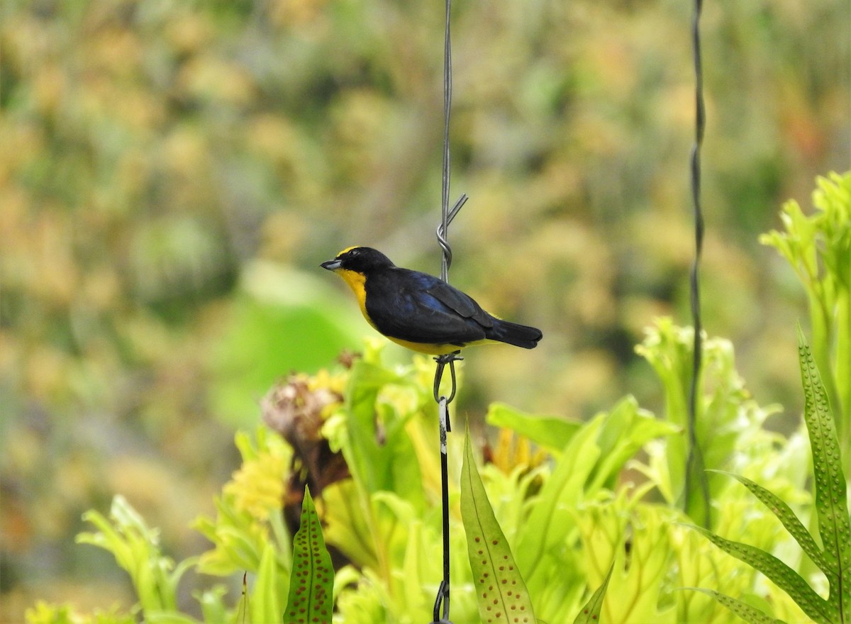 Thick-billed Euphonia - Gabriel Camilo Jaramillo Giraldo