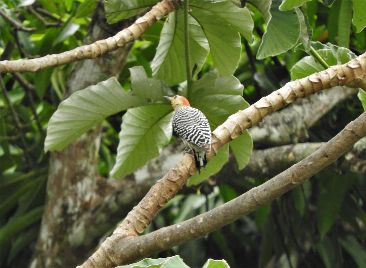 Red-crowned Woodpecker - ML88838561