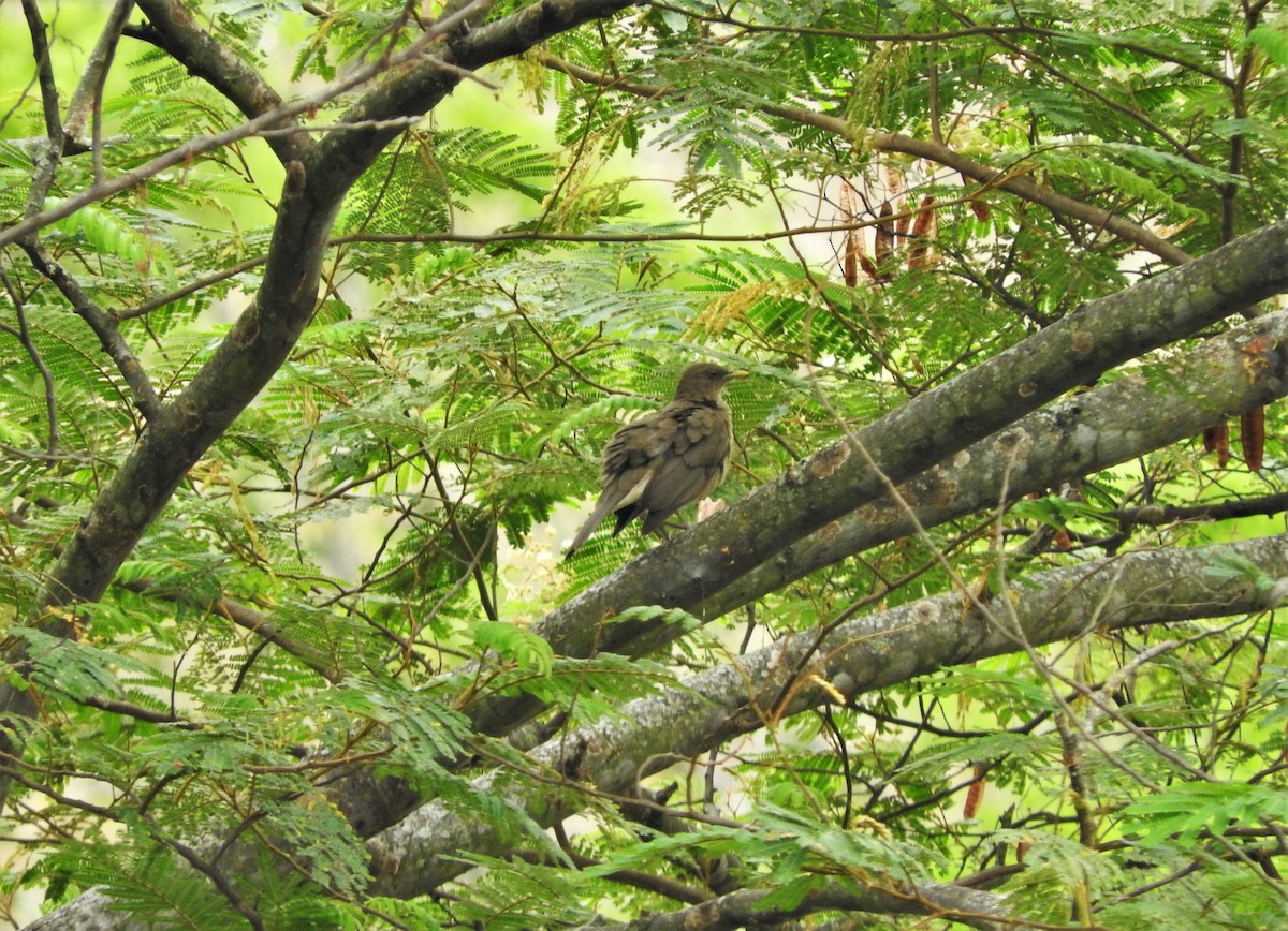 Clay-colored Thrush - ML88838621