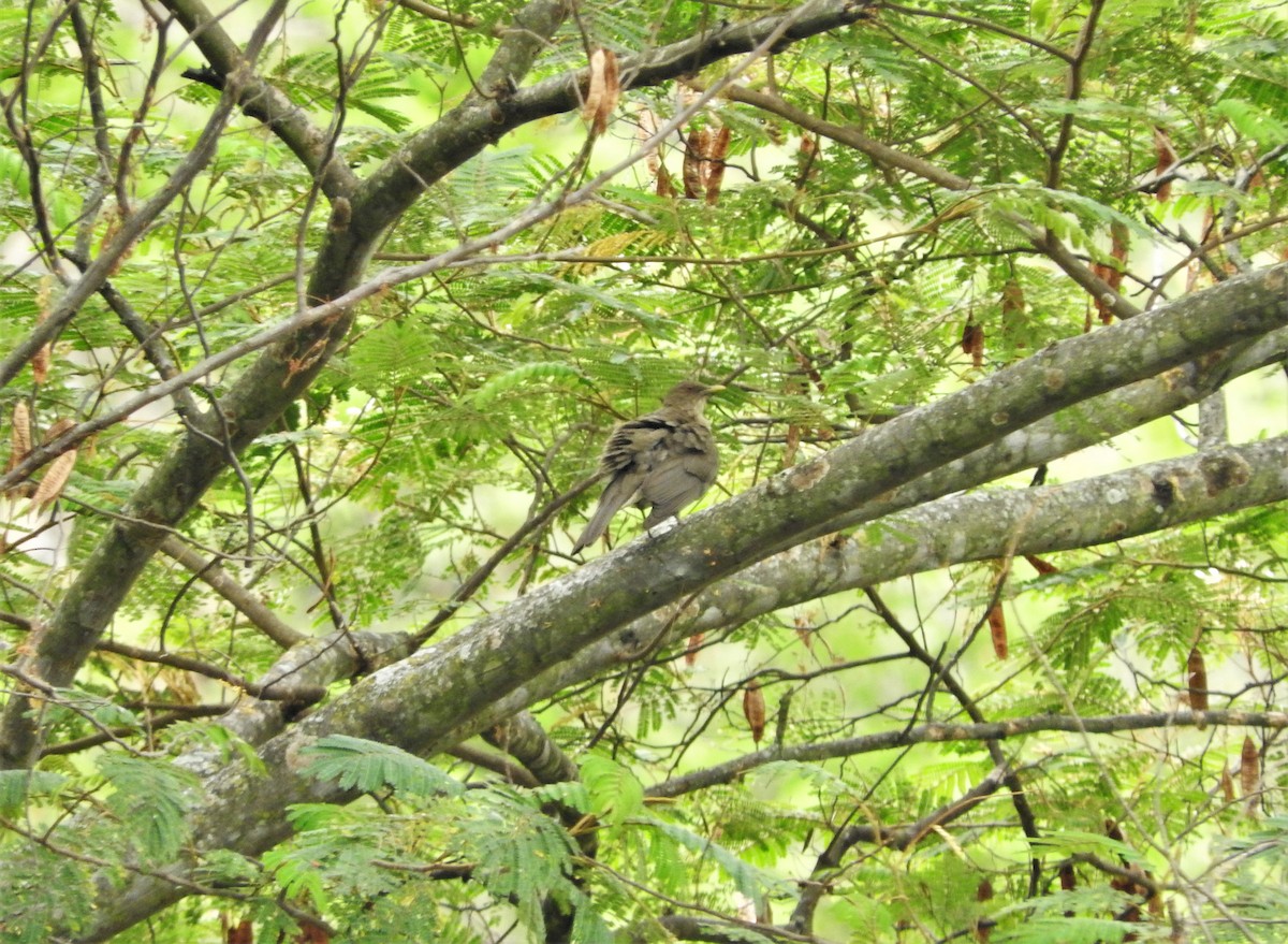 Clay-colored Thrush - ML88838631