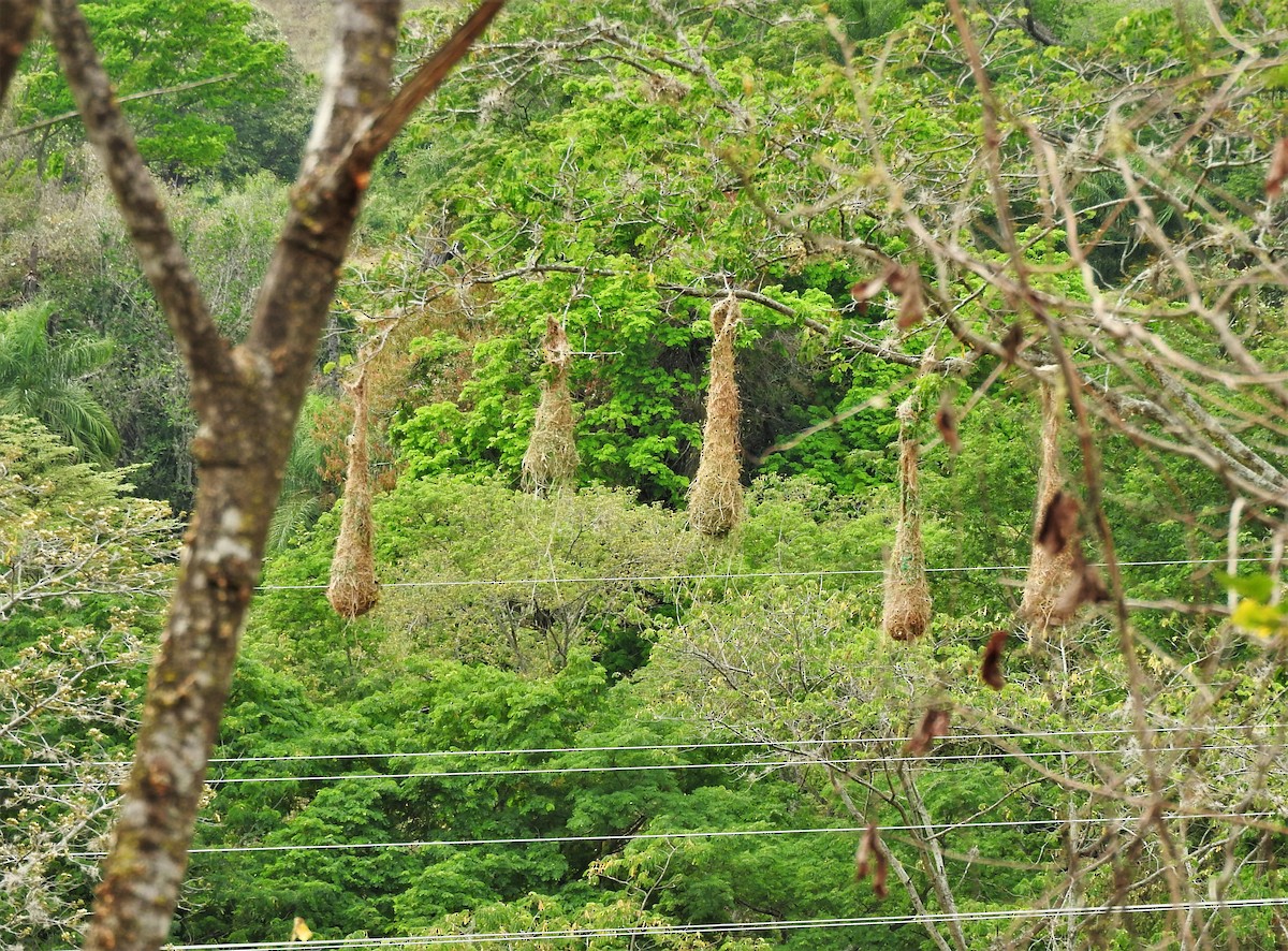 Crested Oropendola - Gabriel Camilo Jaramillo Giraldo