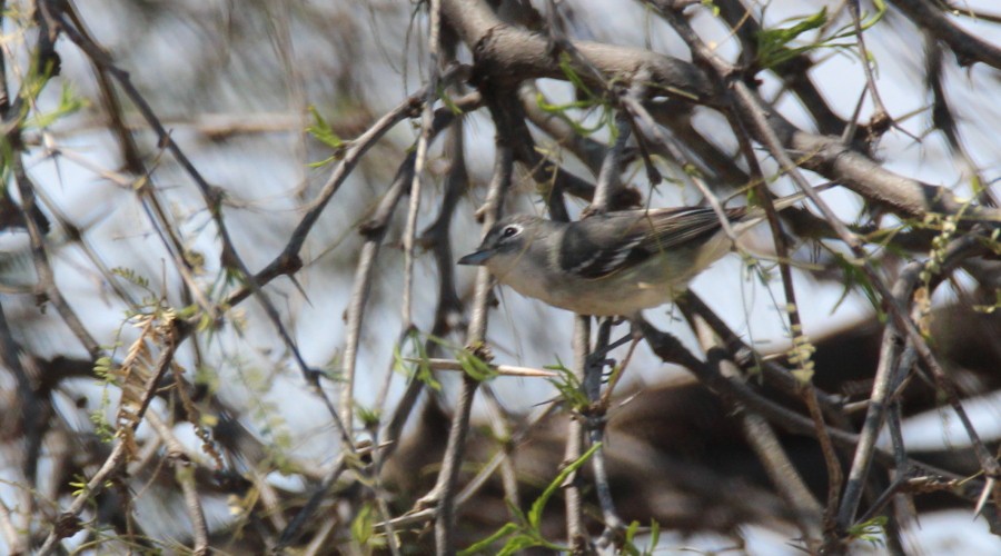 Vireo Plomizo - ML88839171