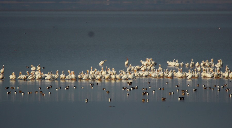 American White Pelican - Paul Lewis